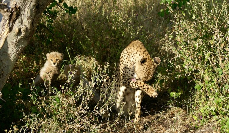 The Magic of the Maasai Mara: Kenya’s Ultimate Safari Destination