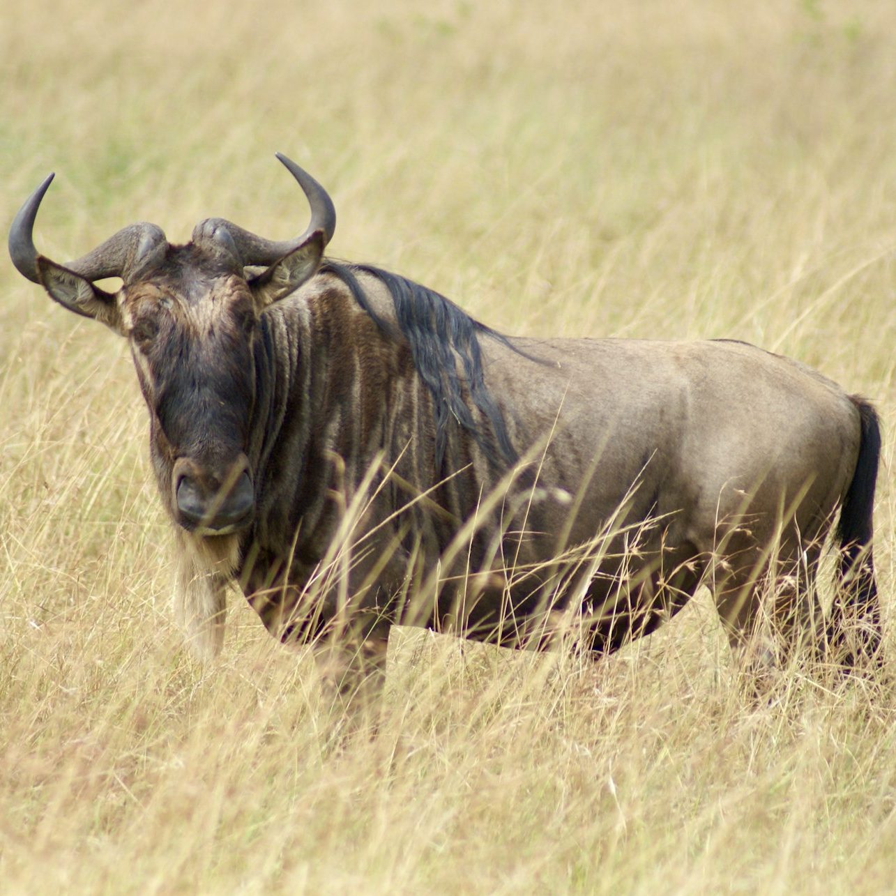 lisa-stockton-hs2GJtUJ76I-unsplash