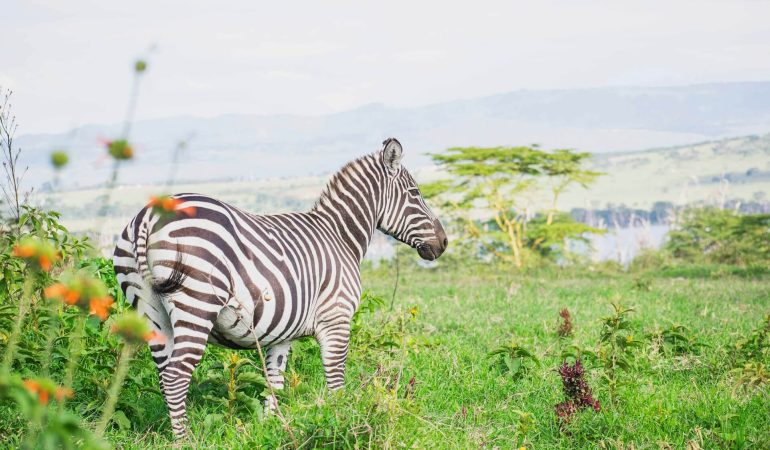 How to Prepare for Your First Maasai Mara Safari