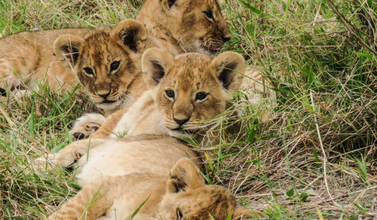 4 Days Maasai Mara Luxury Safari