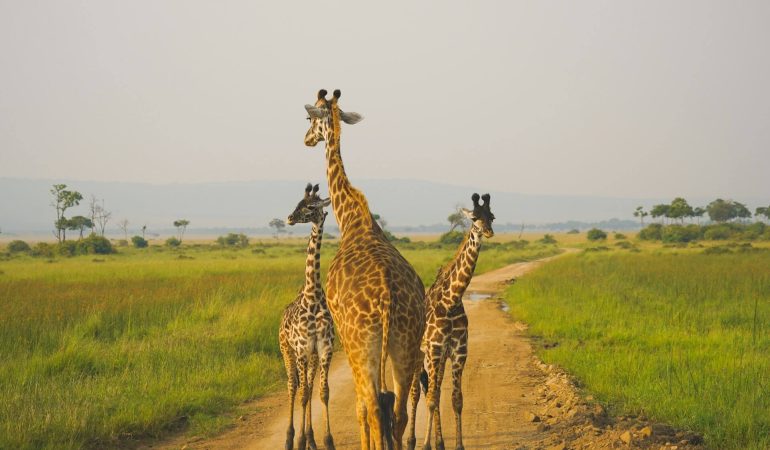 3 Days Masai Mara Fly In Safari