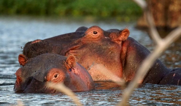 The Magic of the Maasai Mara: Kenya’s Ultimate Safari Destination