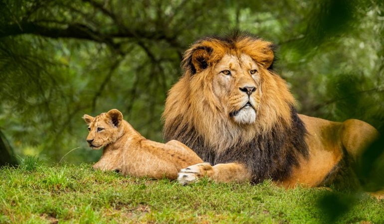 3 Days Maasai Mara Budget Safari